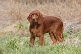 SETTER IRLANDAIS 250